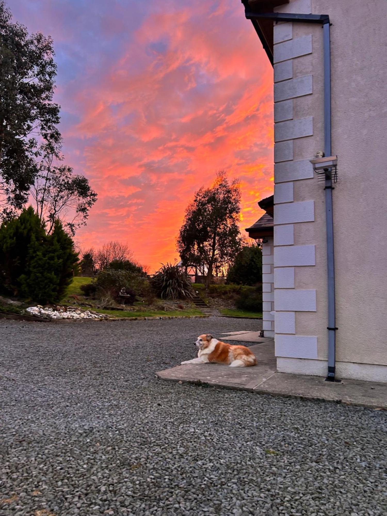 Tobernaglough Wexford Pet Friendly Country B&B Ramsgrange ภายนอก รูปภาพ